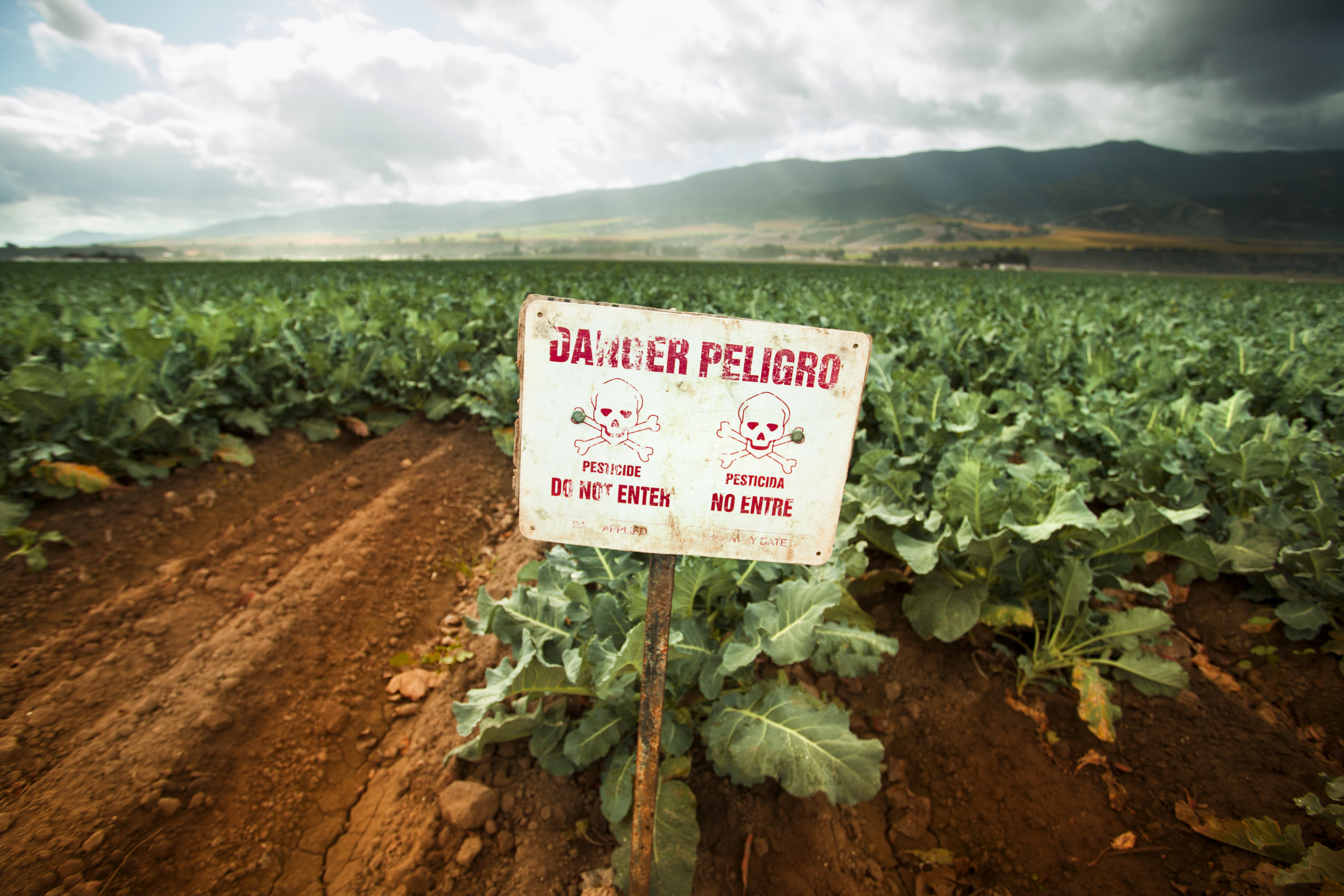 Photo of a sign in front of a large field of lettuce with red text in English and Spanish reading Danger, Pesticide, Do Not Enter and the image of a skull and crossbones. 